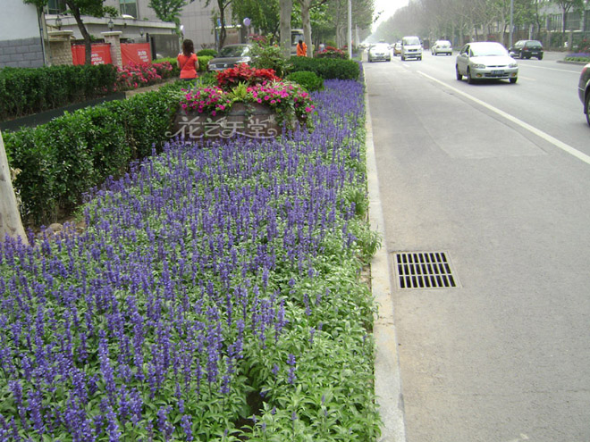 道路间隔或路边的花坛,不仅可以设计成平面的,还可以点缀高低错落的小